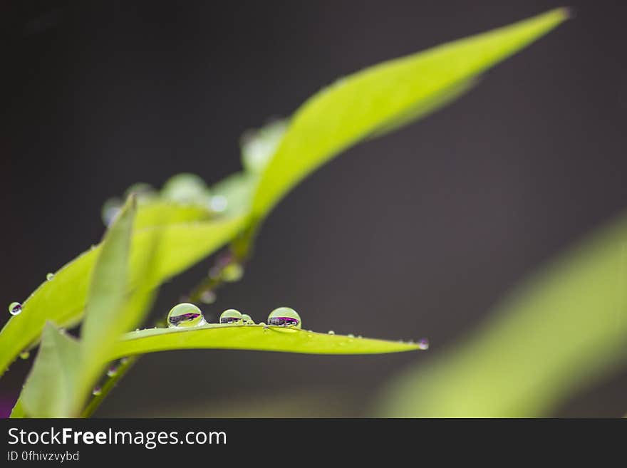 Rainy Day Macro 5