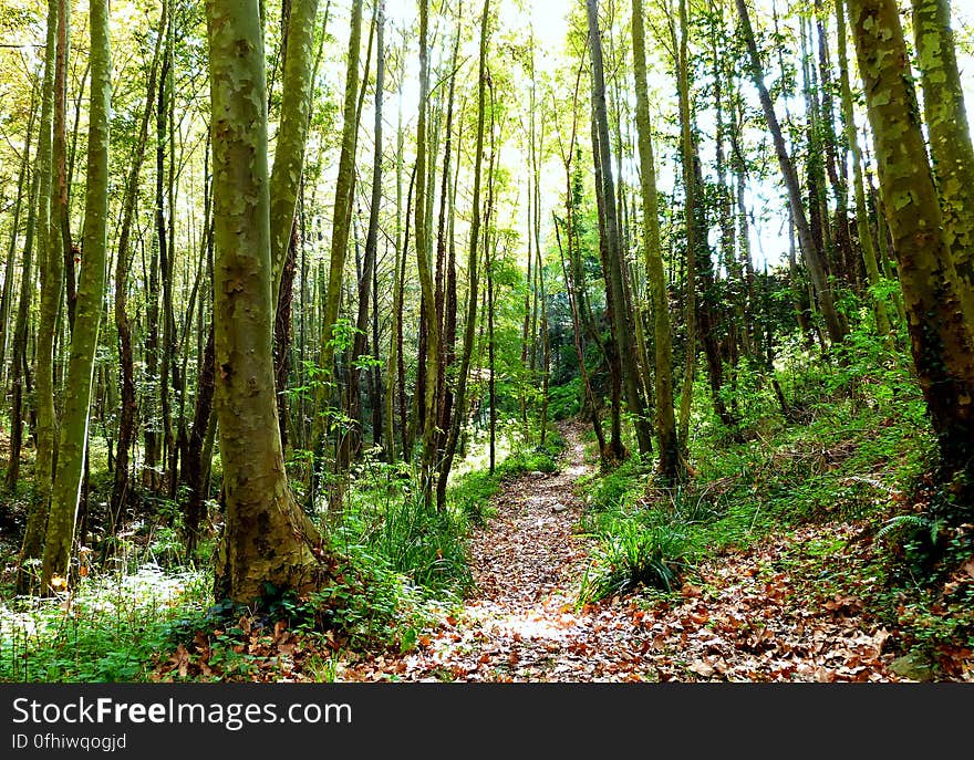 Went to my favorite mountain for an autumn hike today. The Montseny is such a magical place. Went to my favorite mountain for an autumn hike today. The Montseny is such a magical place.