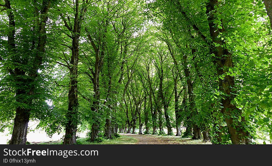 In landscaping, an avenue or allÃ©e is traditionally a straight route with a line of trees or large shrubs running along each side, which is used, as its French source venir &#x28;&#x22;to come&#x22;&#x29; indicates, to emphasize the &#x22;coming to,&#x22; or arrival at a landscape or architectural feature. In most cases, the trees planted in an avenue will be all of the same species or cultivar, so as to give uniform appearance along the full length of the avenue. In landscaping, an avenue or allÃ©e is traditionally a straight route with a line of trees or large shrubs running along each side, which is used, as its French source venir &#x28;&#x22;to come&#x22;&#x29; indicates, to emphasize the &#x22;coming to,&#x22; or arrival at a landscape or architectural feature. In most cases, the trees planted in an avenue will be all of the same species or cultivar, so as to give uniform appearance along the full length of the avenue.