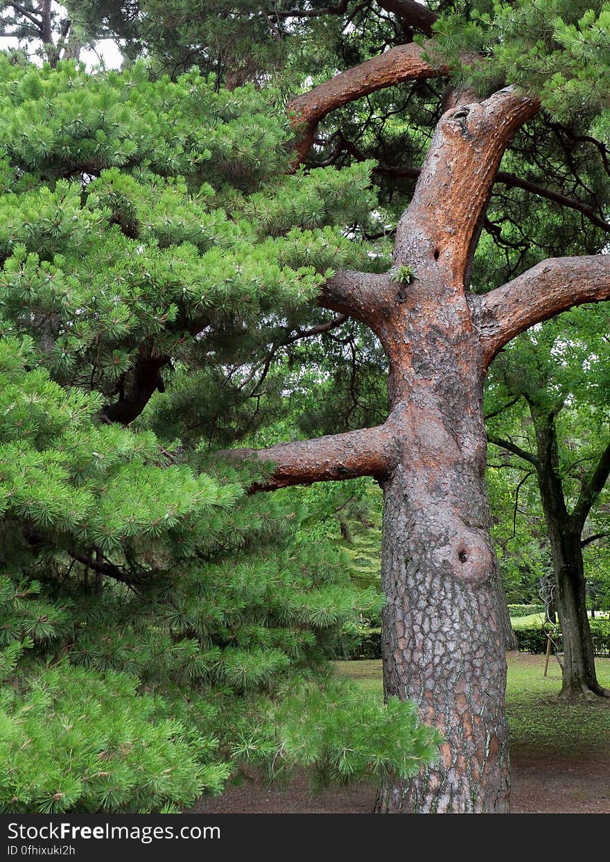 A fantastic pine tree in the gardens of the Imperial Palace, Kyoto Japan.