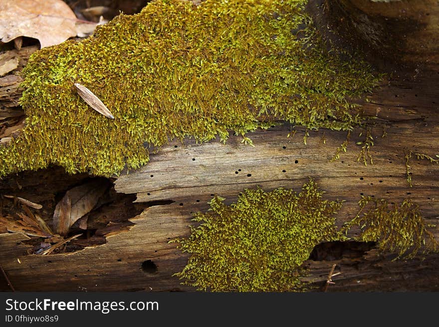 moss on log