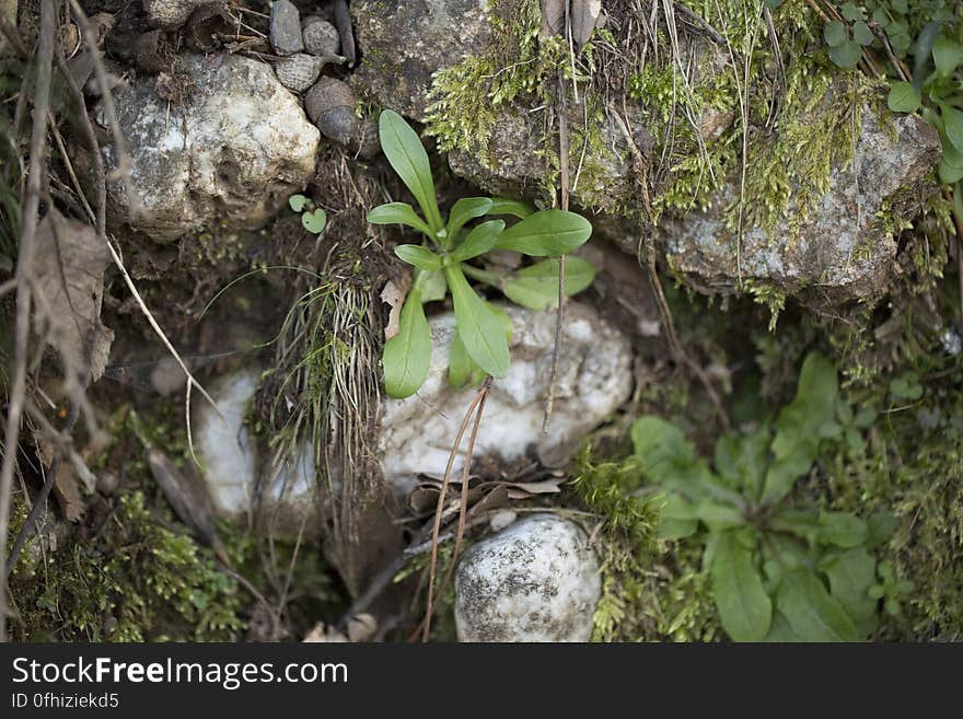 Une petite doucette d&#x27;un coin de roche. La doucette, est la version sauvage des salades mâche vendues dans le commerce. Ces fort délicieuses petites salades, affectionnent les lieux humides, et pentus, tel des talus, des contrebas de chemins de fer. Une petite doucette d&#x27;un coin de roche. La doucette, est la version sauvage des salades mâche vendues dans le commerce. Ces fort délicieuses petites salades, affectionnent les lieux humides, et pentus, tel des talus, des contrebas de chemins de fer...