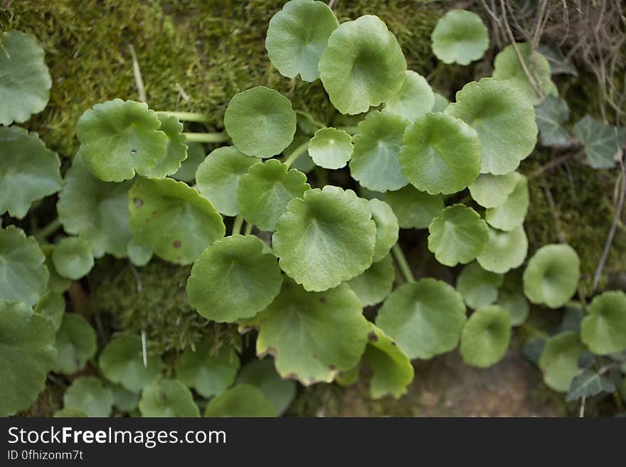 Petites succulentes de muraille. Ces petites plantes grasses, tapissent les parois moussues en hiver. Petites succulentes de muraille. Ces petites plantes grasses, tapissent les parois moussues en hiver.