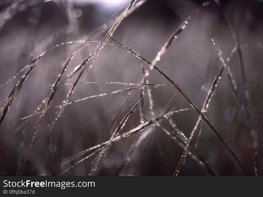 water drops on grass