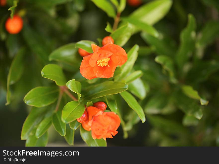 Les fleurs du grenadier. Grenadier arbuste acclimaté et sélectionné par les horticulteurs, le fruit étant relativement peu consommé, c&#x27;est à ses dépends qu&#x27;ont été développées les fleurs qui confèrent le caractère décoratif et plus commercial de cette espèce de grenadier. Les fleurs du grenadier. Grenadier arbuste acclimaté et sélectionné par les horticulteurs, le fruit étant relativement peu consommé, c&#x27;est à ses dépends qu&#x27;ont été développées les fleurs qui confèrent le caractère décoratif et plus commercial de cette espèce de grenadier.