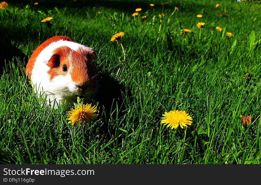 The Organic Lawnmower. The Organic Lawnmower