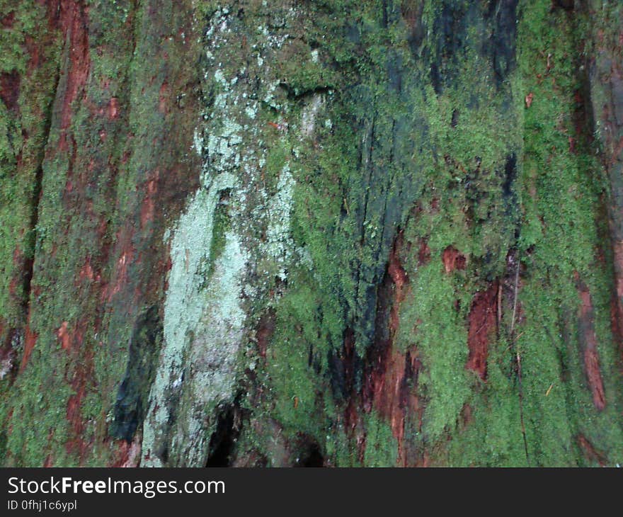 Plant, Wood, Terrestrial plant, Trunk, Tree, Bedrock