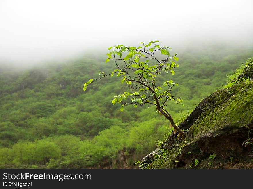 Misty Feeling