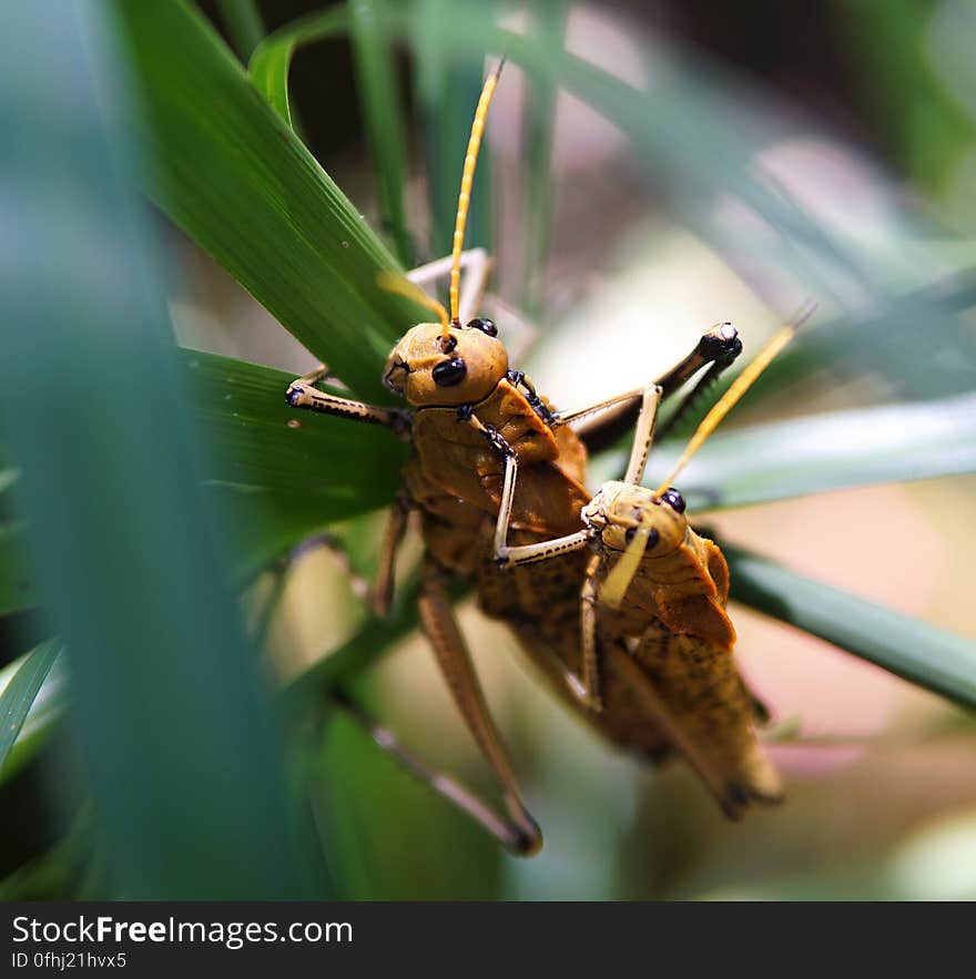 Couple of grasshoppers mating