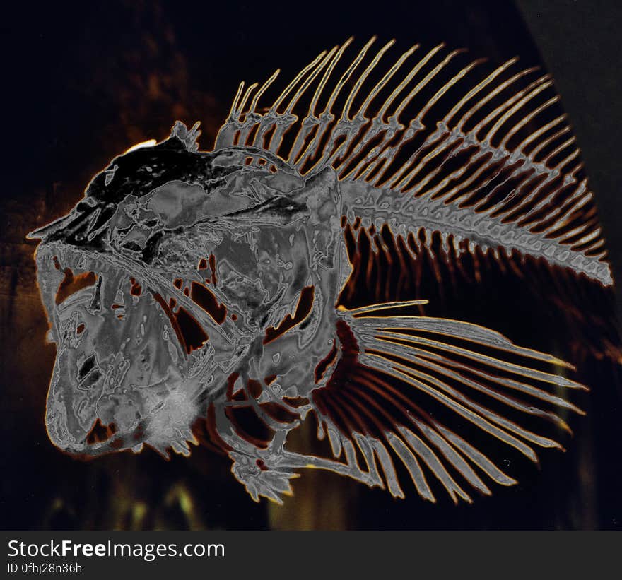 fish skeleton, solarized