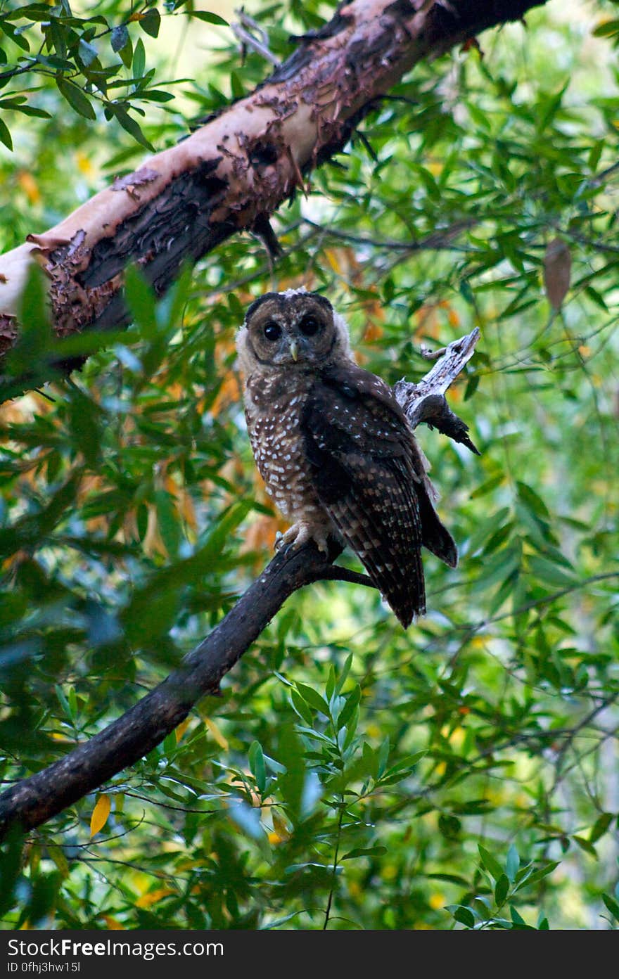 Saturated Owl