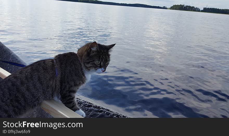 Miisa checks out the lake. Miisa checks out the lake