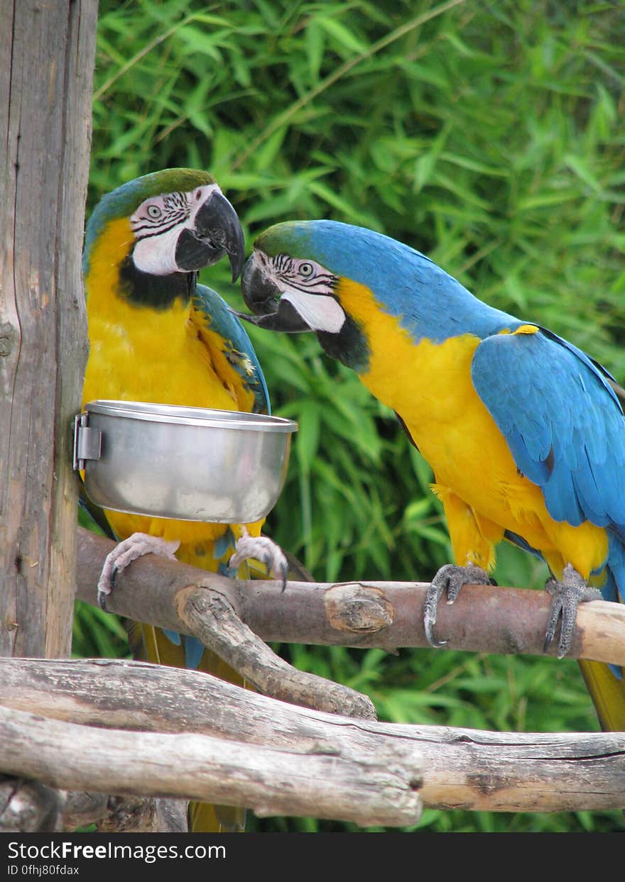 Who goes first when it&#x27;s feeding time?. Who goes first when it&#x27;s feeding time?