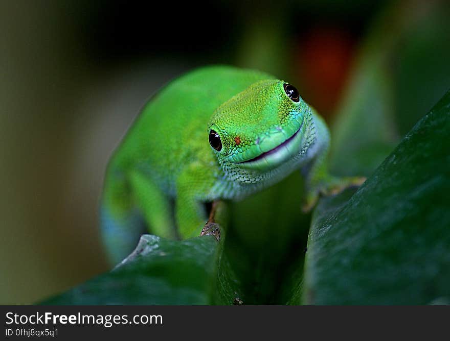 Madagascan Day Gecko &#x28;10&#x29;