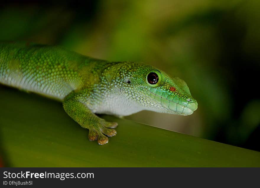 Madagascan Day Gecko &#x28;8&#x29;