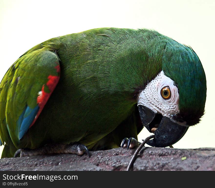 The Chestnut-fronted or Severe Macaw is mostly green in colour with patches of red and blue on the wings. The head has a Chestnut brown patch just above the beak. The beak is black and the patches around the eyes are white with lines of small black feathers.