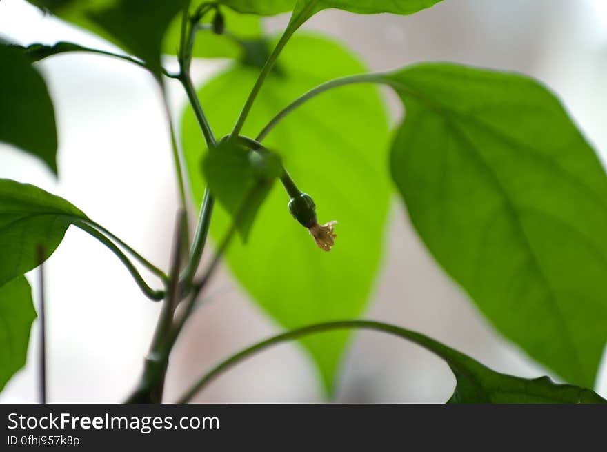 The first pod on one of our 15 plants or so. The first pod on one of our 15 plants or so...