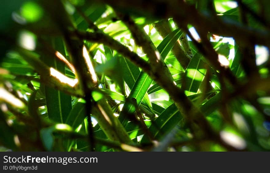 Oleander