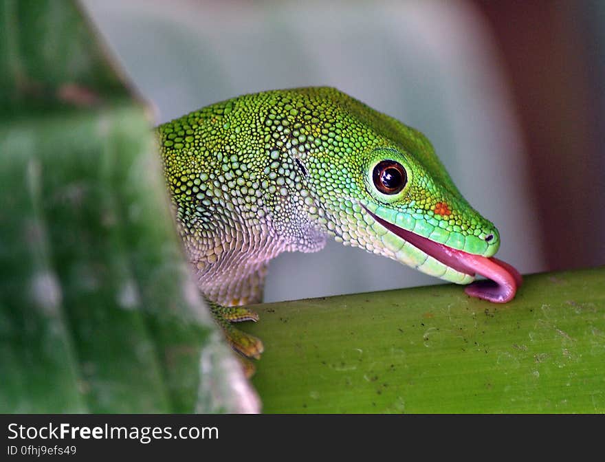 Madagascan Day Gecko &#x28;9&#x29;