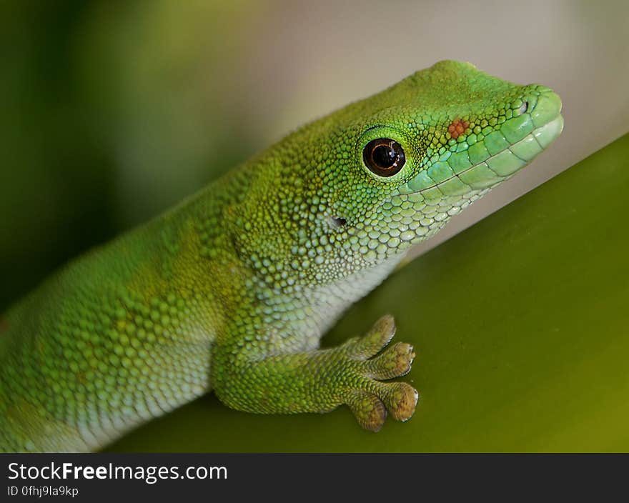 Madagascan Day Gecko &#x28;6&#x29;