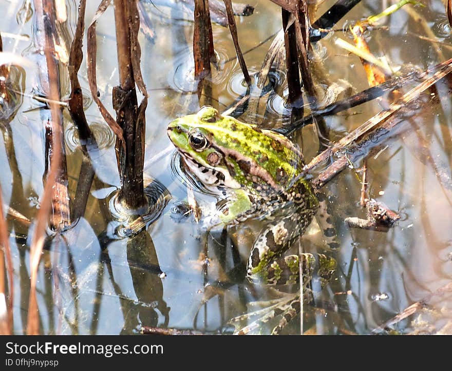 &#x28;Rana Pelophylax Esculenta&#x29; My class went on an outing to observe the local forest amphibians which we are currently studying. I took many, many pictures for class, but I&#x27;ll only upload a few. &#x28;Rana Pelophylax Esculenta&#x29; My class went on an outing to observe the local forest amphibians which we are currently studying. I took many, many pictures for class, but I&#x27;ll only upload a few.