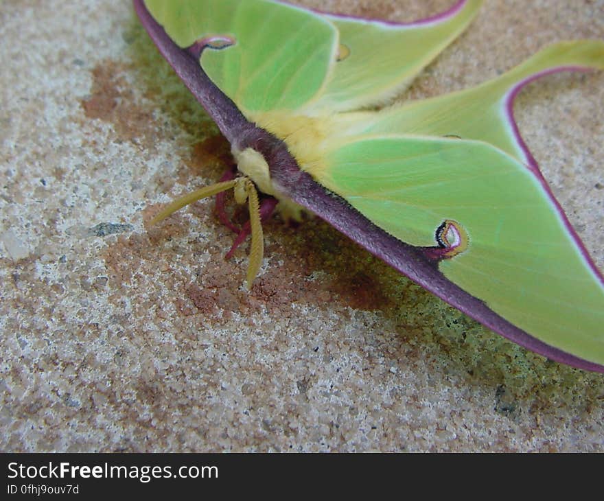 This moth appeared on my patio somehow. Stunned, maybe it just molted and was trying to figure out how to fly. Later I moved it to the lawn, and it sputtered around and found flight. This moth appeared on my patio somehow. Stunned, maybe it just molted and was trying to figure out how to fly. Later I moved it to the lawn, and it sputtered around and found flight.