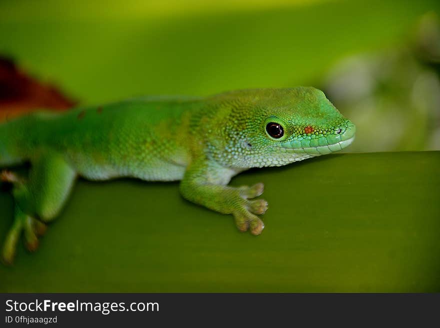 Madagascan Day Gecko &#x28;7&#x29;