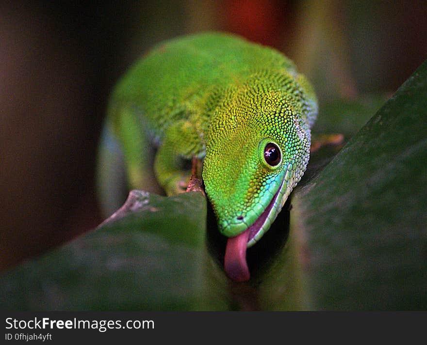 Madagascan Day Gecko &#x28;1&#x29;