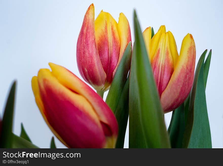 Tulips