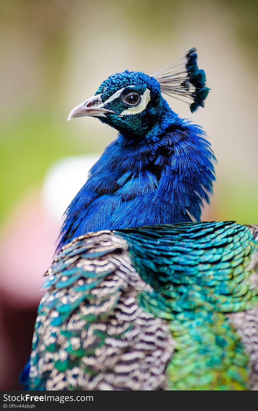 Peacock