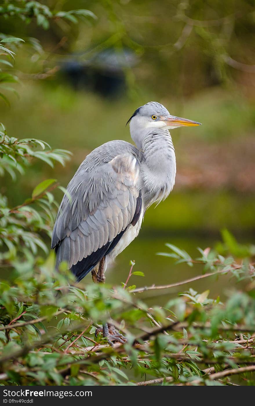 Grey heron