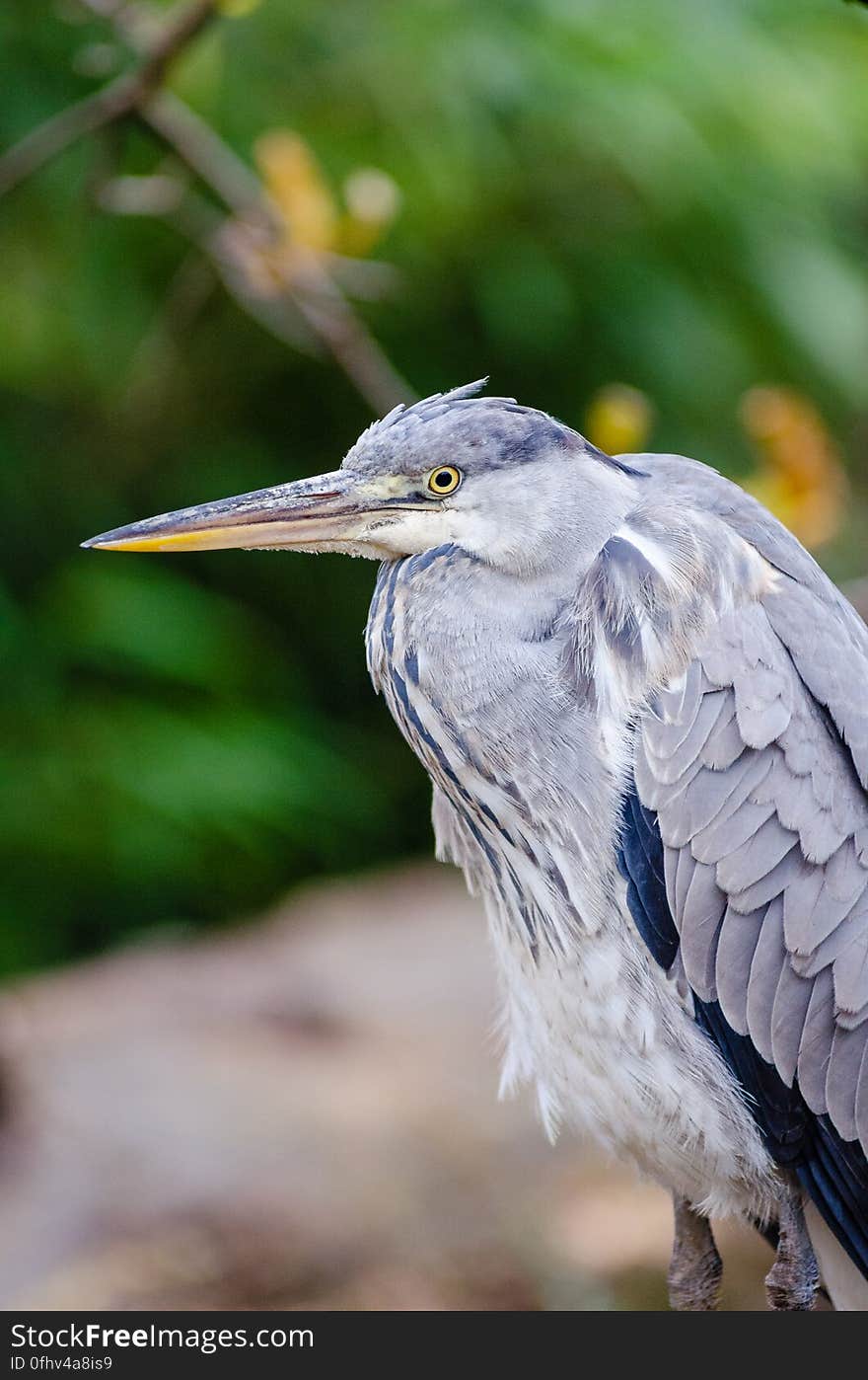 Grey heron