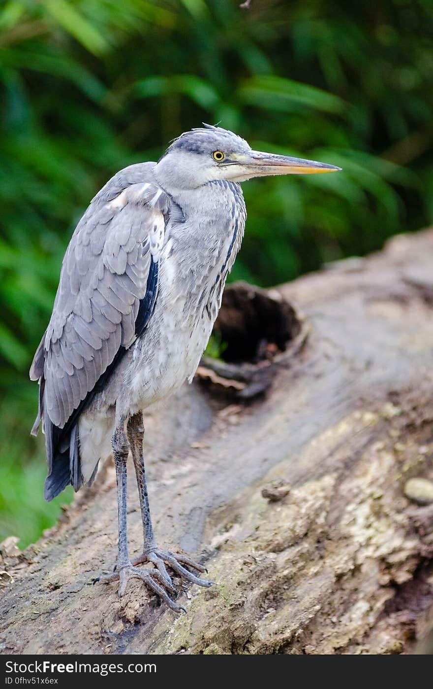 Grey heron