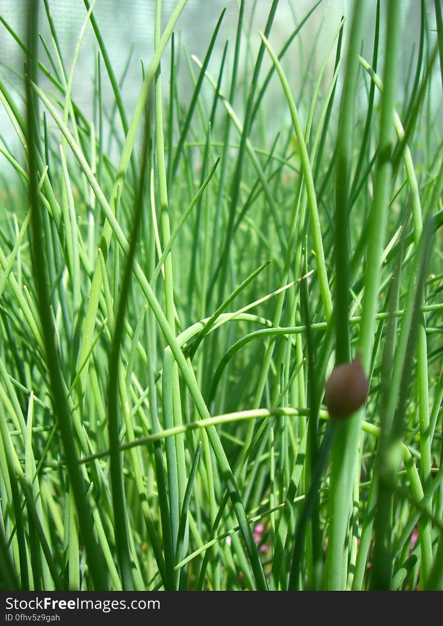 Carefully taken photo of your everyday garden chives. Carefully taken photo of your everyday garden chives.