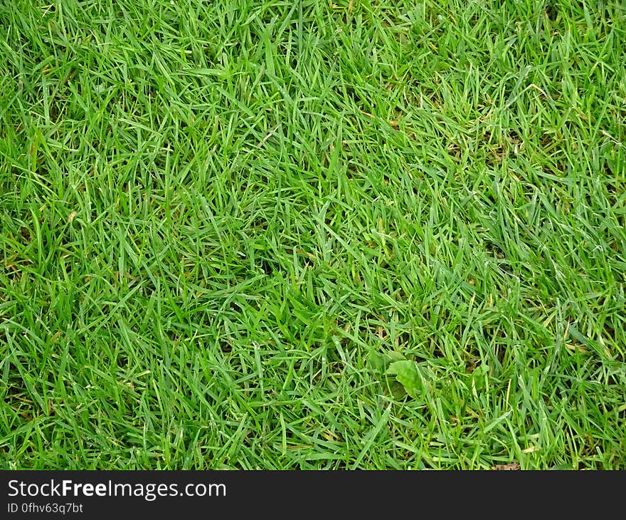 A frame full of green grass. I am trying to capture a wide variety of stock photos, therefore I also take some photos that seem simple or trivial. In order to help anybody prosper with his/her blog, website or business I like to provide free stock photos of literally ANY subject. Hopefully people find it of use :&#x29; Free stock photos daily. For my full portfolio you can see stockypics.com