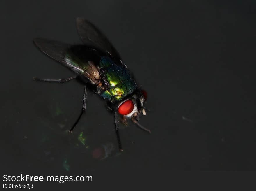 Sinister metallic fly sitting on the window.