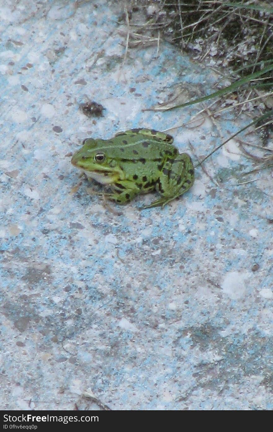 Sharing the tigers' habitat at the zoo, we have a toad.