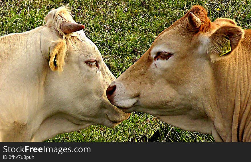 PUBLIC DOMAIN DEDICATION digionbew 8. juni - 11-06-16 Two cows facing LOW RES S1440157