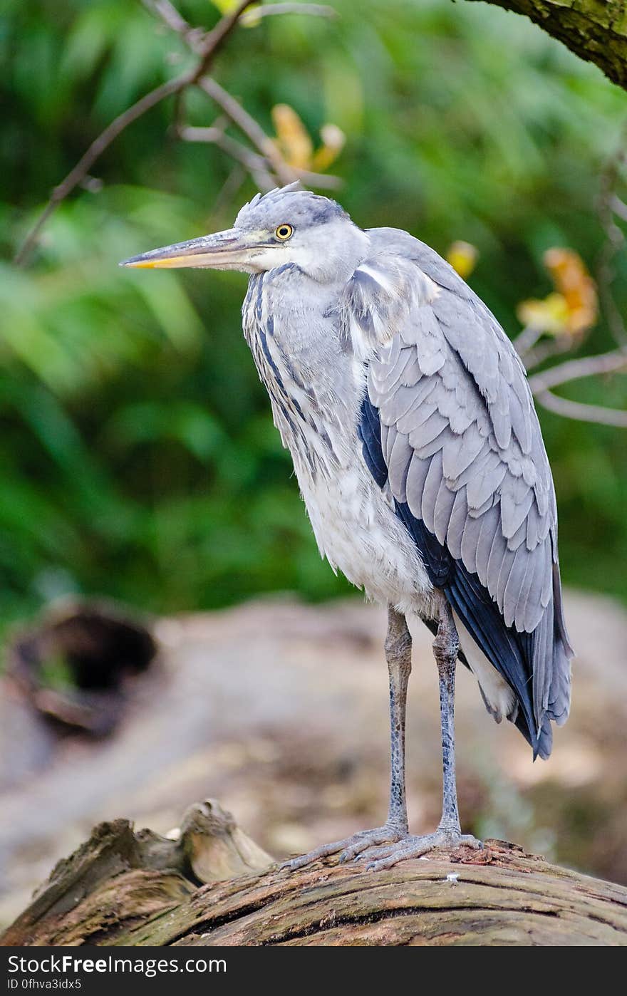 Grey heron