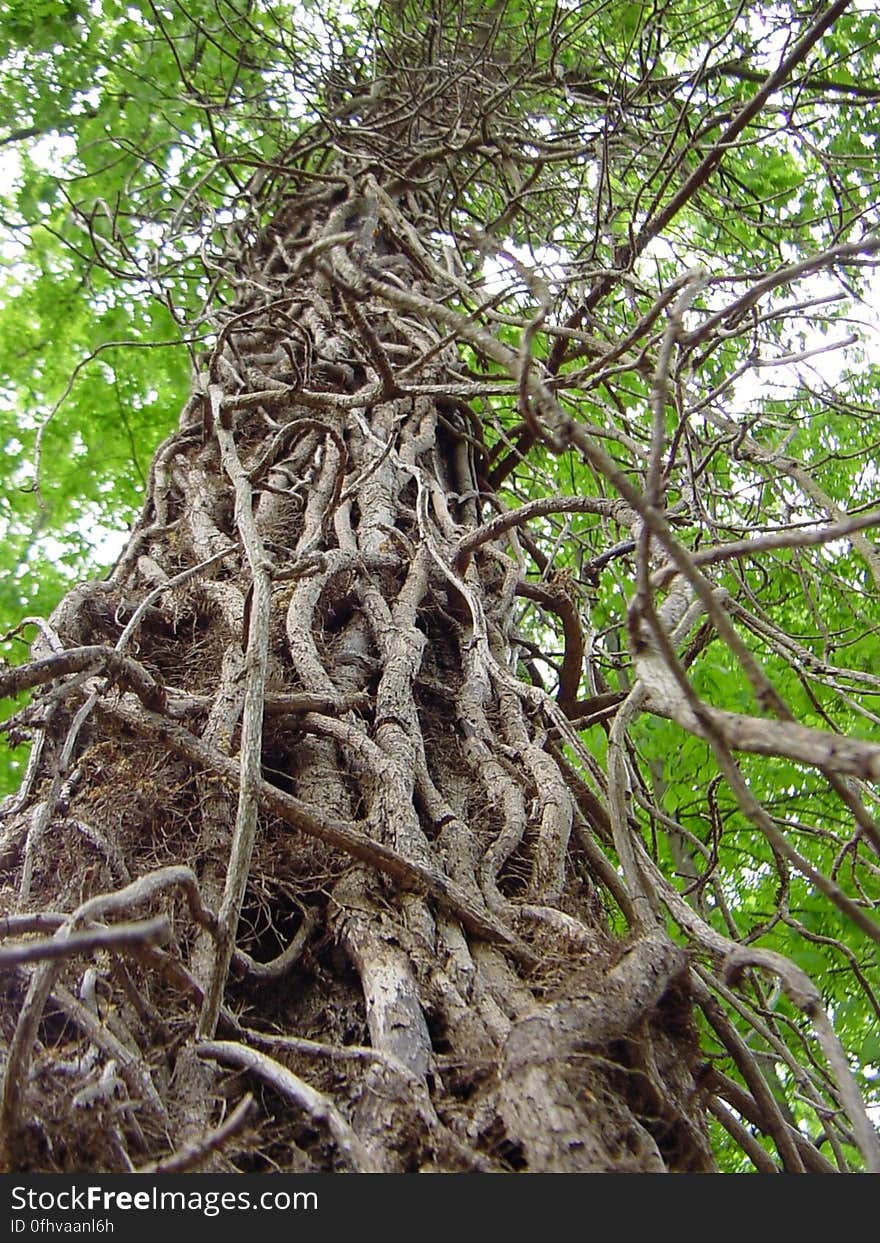 Dead ivy vines cling to tree