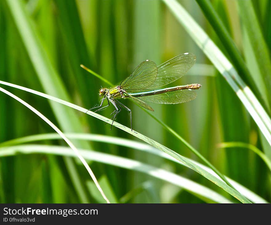 &#x28;Anax junius&#x29;. &#x28;Anax junius&#x29;