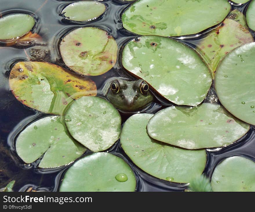 A still frog stares from beneath the lily pads at the Red Fox trail head. &#x28;Finlayson Point Provincial Park&#x29;