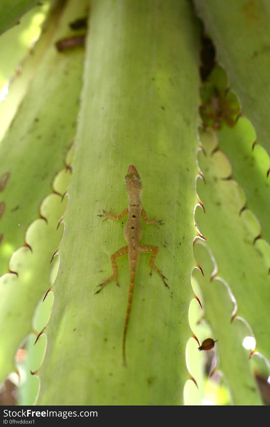 lizard on leaf