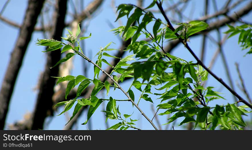 Leaves and Blue Skies