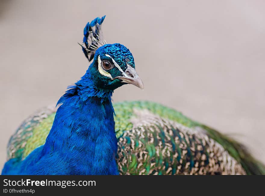 Peacock