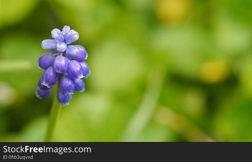 grape hyacinth