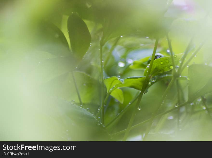 Rainy Day Macro 7