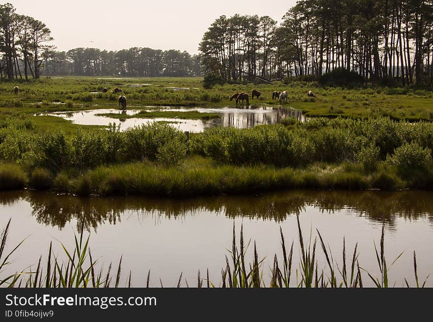 Chincoteague, VA, USA. Chincoteague, VA, USA