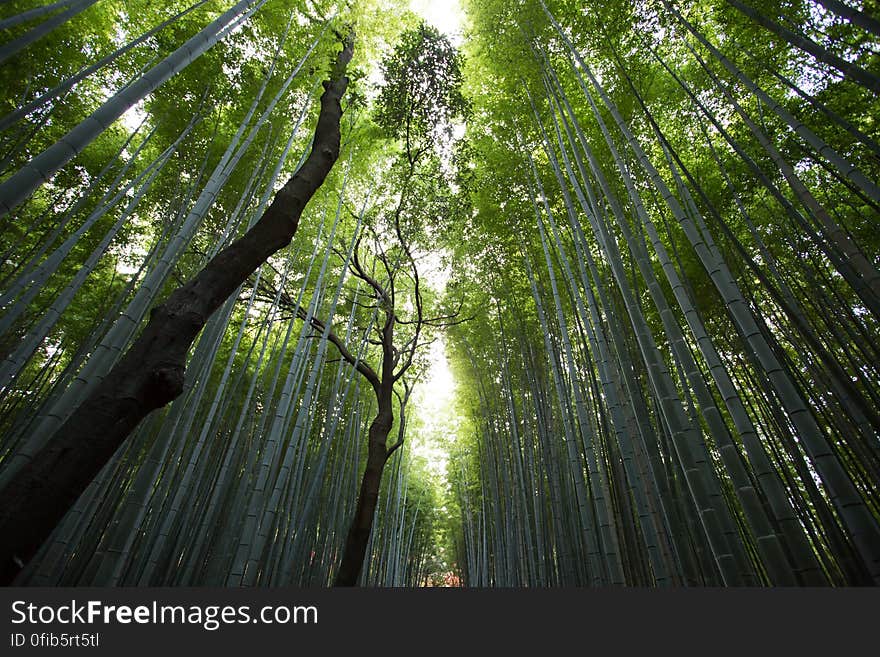 License: Public Domain Dedication &#x28;CC0&#x29; Source: Unsplash Learn more about Bamboo on Wikipedia. License: Public Domain Dedication &#x28;CC0&#x29; Source: Unsplash Learn more about Bamboo on Wikipedia.