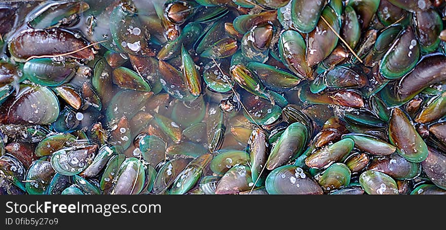 Green oysters, Rayong, Thailand